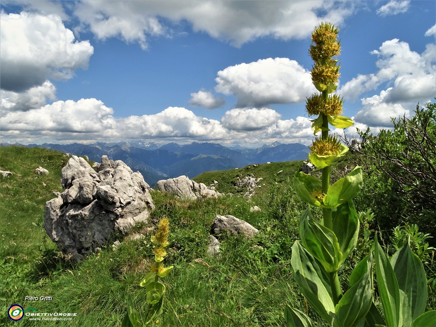 71 Genziana gialla (Gentiana lutea).JPG